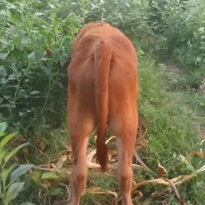 Бука, Вахдат