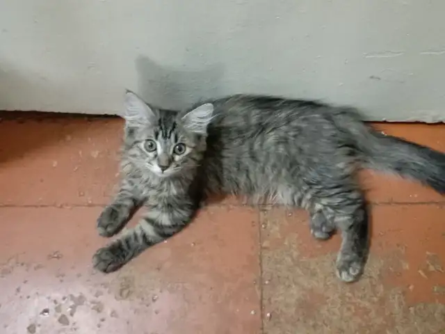 Котёнок, Душанбе