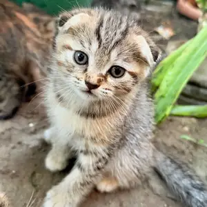Шотландские вислоухие котята, Вахдат