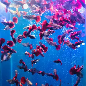 Рыбка Guppy Red Rose, Худжанд