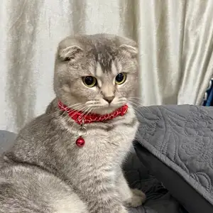 Шотландская вислоухая кошка, Душанбе