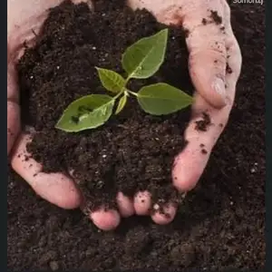 Поруи Гусфанд, Душанбе