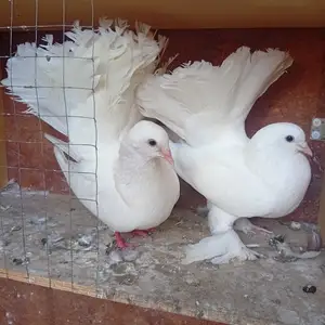 Кабӯтар, Исфара