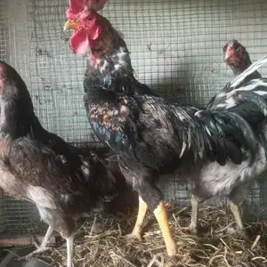 Хуруз ва мургхо, Турсунзаде