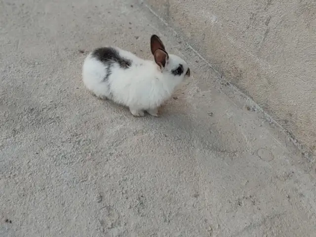 Харгушча, Душанбе