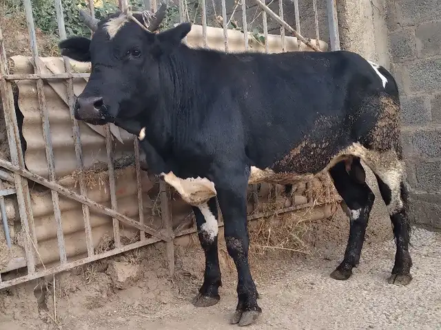 Бука, Душанбе