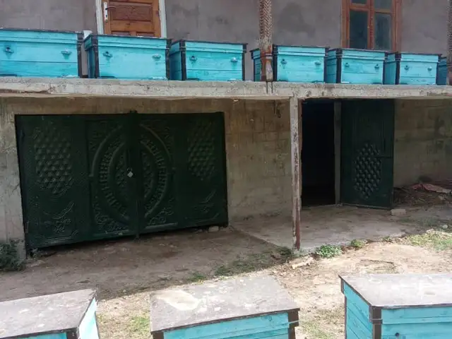 Замбури асал, Файзабад