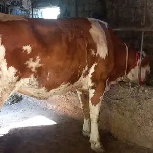 Гов, Худжанд