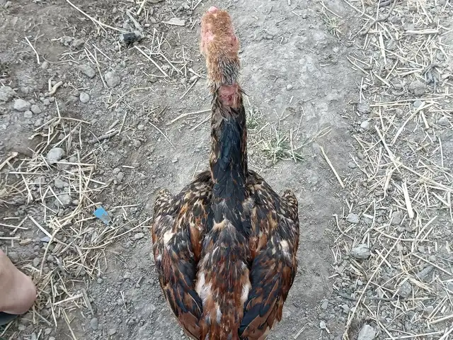 Дакан шамо, Ҷаббор Расулов