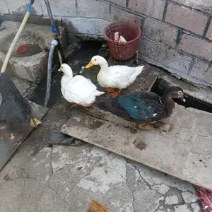 Мургоби, Душанбе