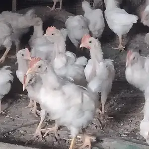 Чучахои инкубатор, Канибадам