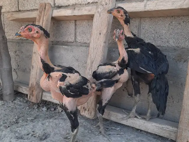 Чучаи дакан, Вахдат