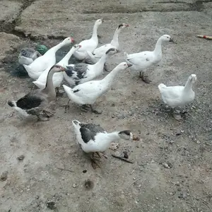 Гоз, Исфара