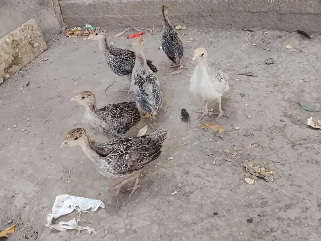 Чӯҷа индук, Душанбе