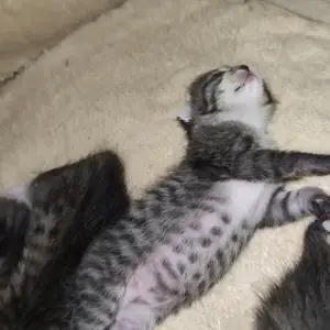 Котята, Душанбе