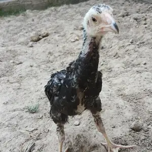 Даканчуча, Душанбе
