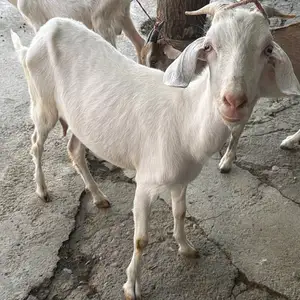 Бузи Зааненский Альпийский, Рудаки