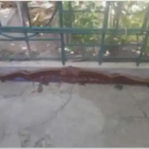 Гул барои колабгири, Душанбе