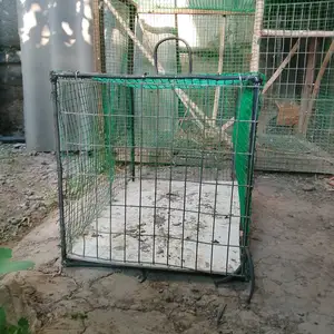 Клетка, Шахринав
