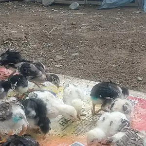 Мокиён, Пенджикент