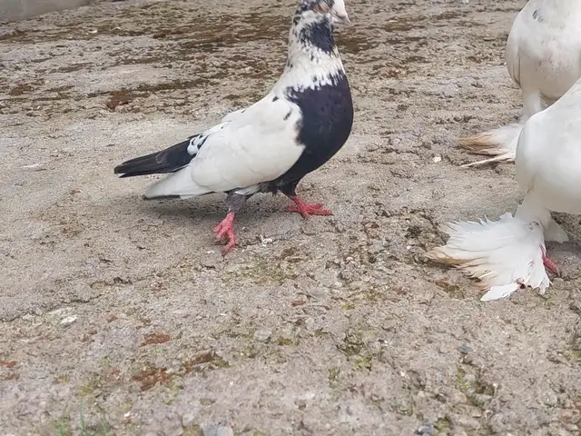 Кафтар, Душанбе