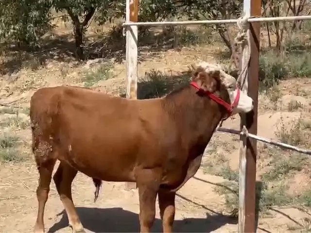 Бука, Душанбе