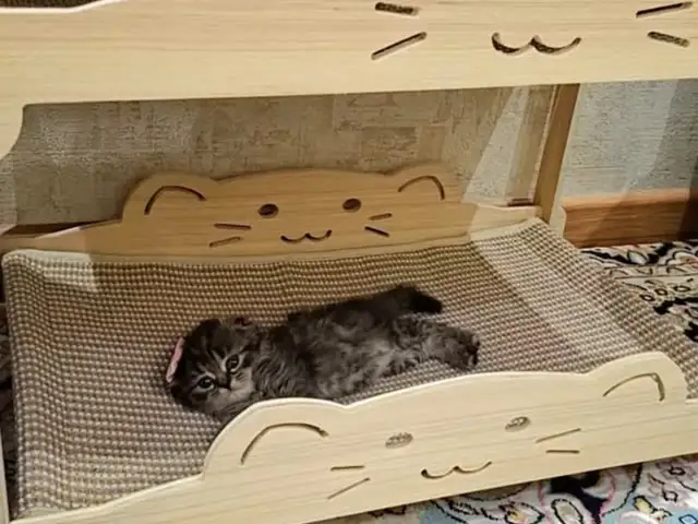 Котенок шотландская шиншилла, Худжанд