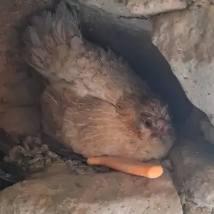 Япончаи кург, Душанбе