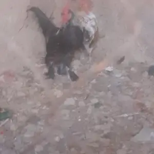 Хурузи япончаи тоза 5 моҳа, Душанбе