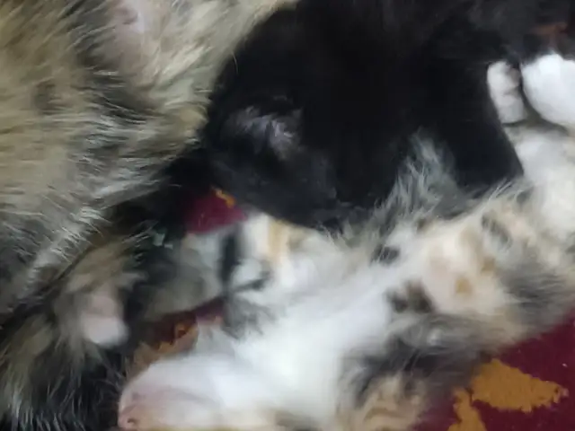 Котята, Худжанд