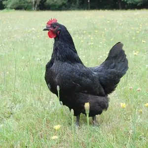 Мурги амири, Абдурахмони Джоми