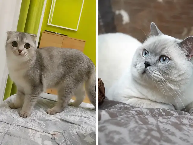 Котята, Душанбе