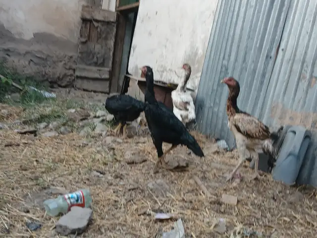 Дакан, Ваҳдат