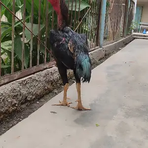 Дакан, Душанбе