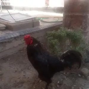 Петух, Бобоҷон Ғафуров