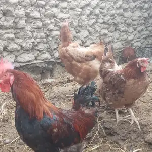 Мурги ломан, Худжанд