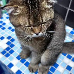 Кошка, Душанбе