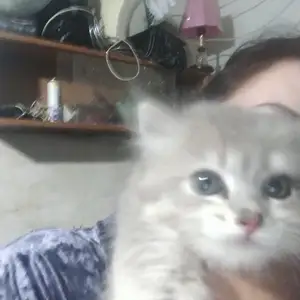 Кот Сибирский, Душанбе