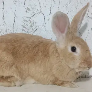 Харгуши бургуни мода, Душанбе