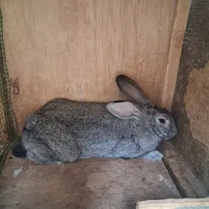 Заргушхо, Душанбе