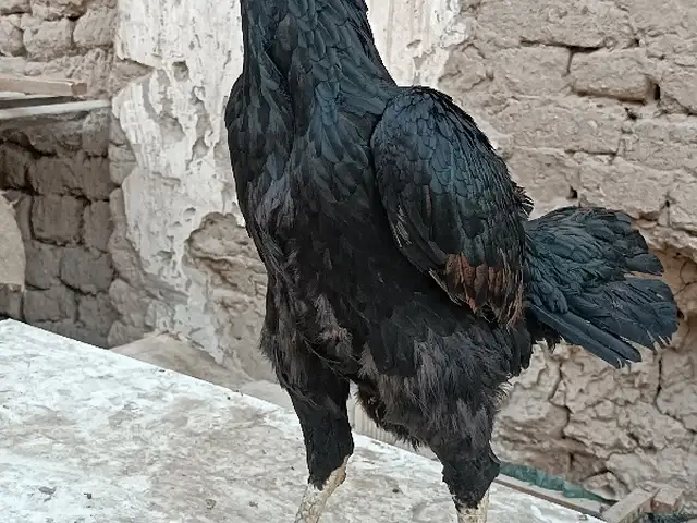 Дакан Чуча, Хуҷанд