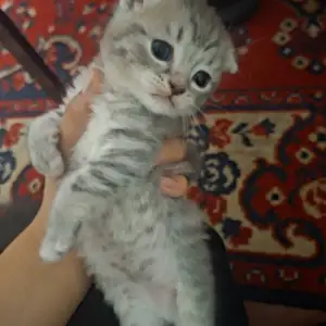 Шотландская кошка, Душанбе
