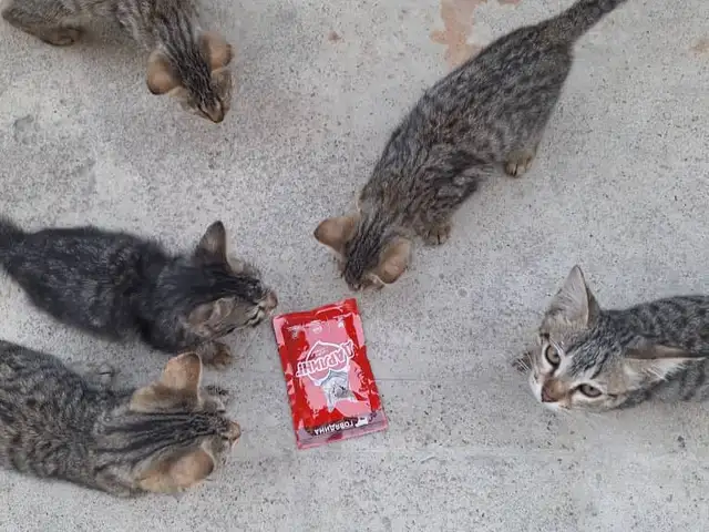Котята даром, Худжанд