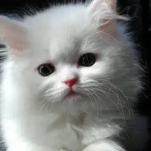 Шотландский котенок, Душанбе