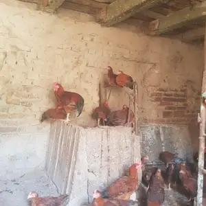 Ломан браун, Хуҷанд