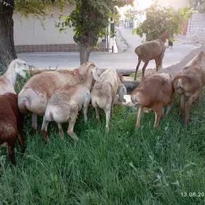 Солук, Гиссар