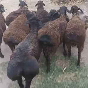Кучкори хисори, Гиссар