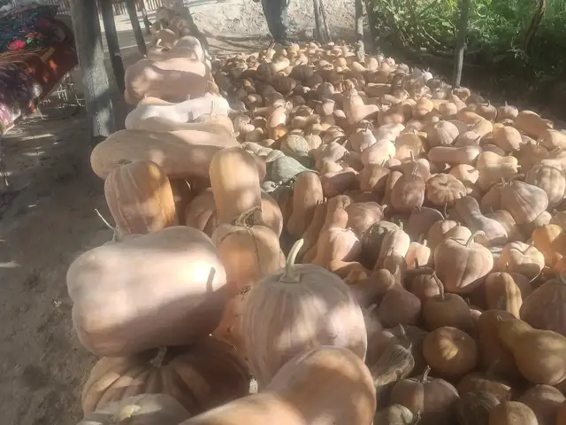 Каду, Абдураҳмони Ҷомӣ