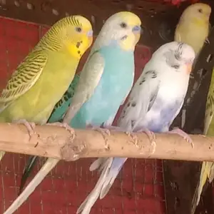Канарейка Амадинки, Душанбе