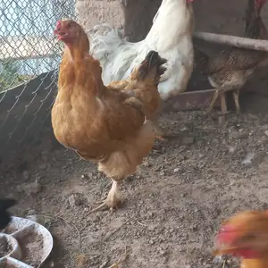 Мурги голладский, Вахдат